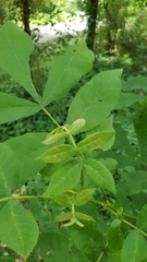 Carya cordiformis
