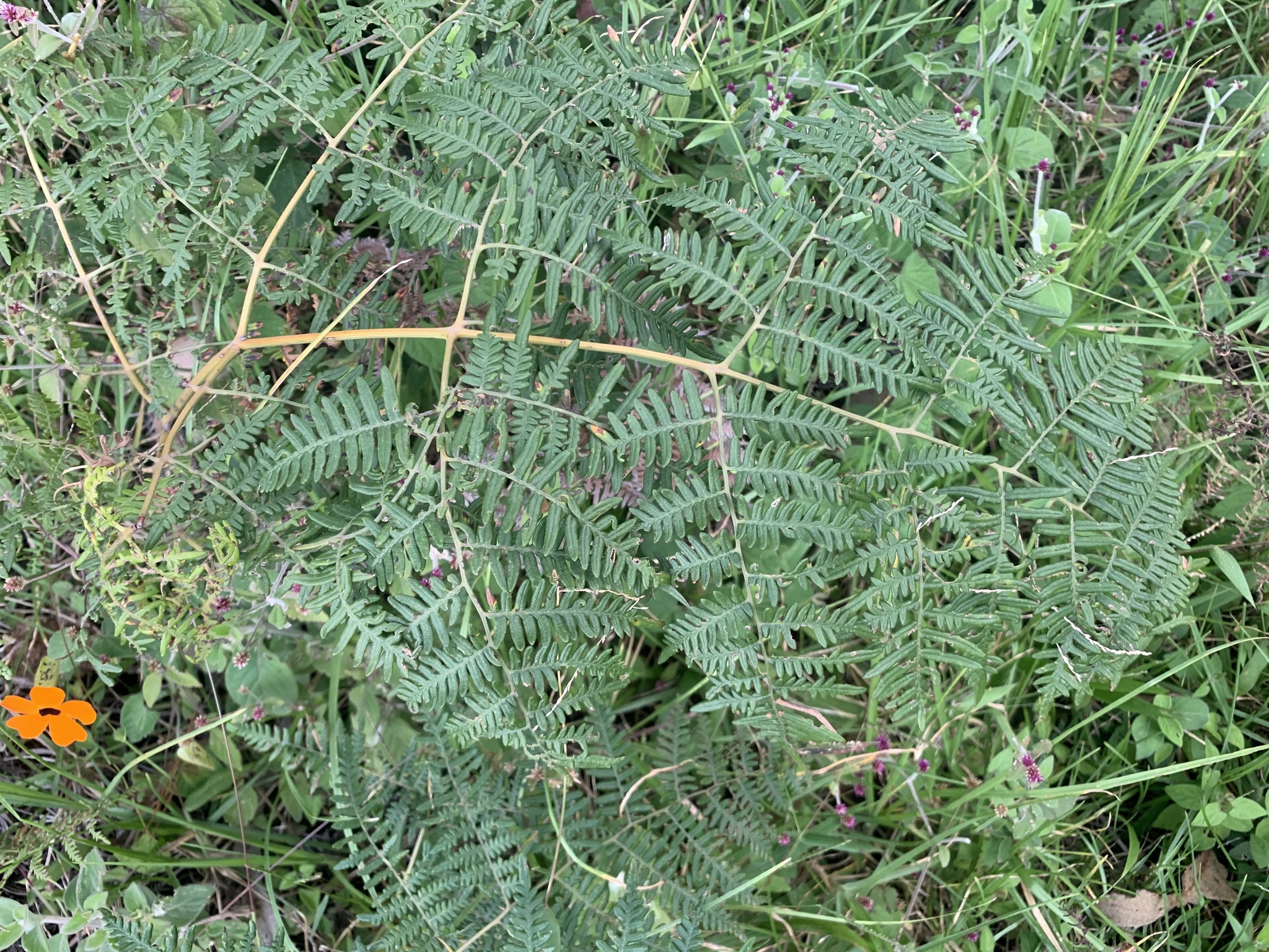 Dennstaedtiaceae image