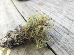 Usnea subelegans