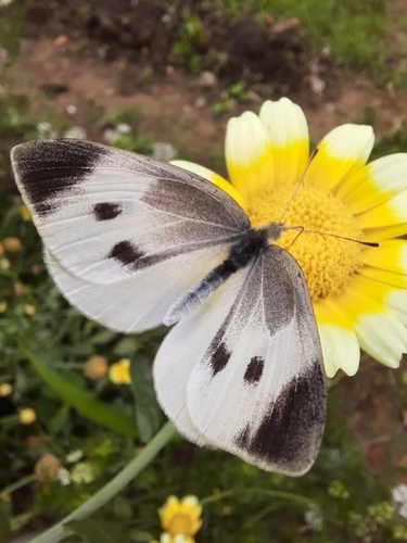 Small White