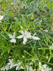 Magnoliopsida