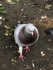 Columba livia domestica