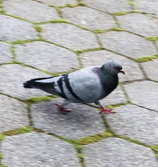 Columba livia domestica