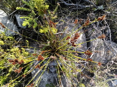 Thamnochortus lucens