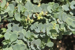 Wikstroemia uva-ursi