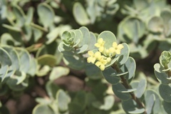 Wikstroemia uva-ursi