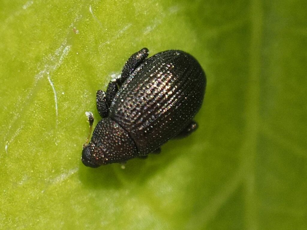 Rhamphus subaeneus