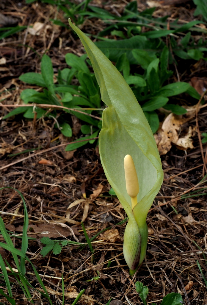 Italian arum from Municipio VIII, Rome, Metropolitan City of Rome ...