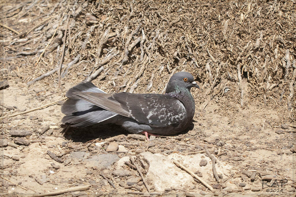 Pigeon biset
