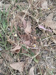 Psilactis brevilingulata