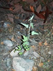 Maurandya antirrhiniflora