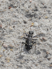 Cicindela sylvatica