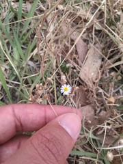 Psilactis brevilingulata