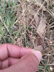 Psilactis brevilingulata