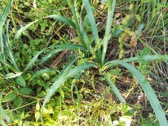 Eryngium longifolium