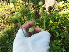 Eryngium longifolium