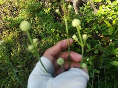 Eryngium longifolium