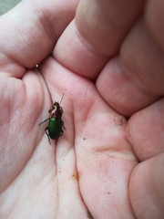 Poecilus kugelanni