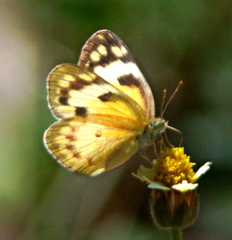 Colotis calais calais