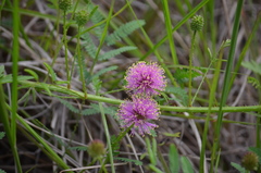 Mimosa microphylla
