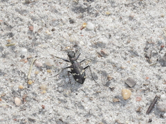 Cicindela sylvatica