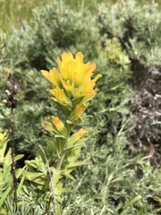 Castilleja wightii