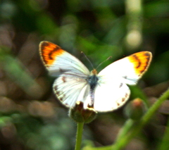 Colotis evenina