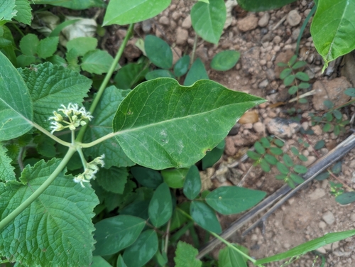 Leptadenia lanceolata, photograph 1