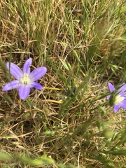 Brodiaea terrestris
