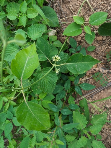 Leptadenia lanceolata, photograph 2