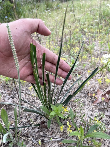 Image of Yucca louisianensis by (c) Brandon Corder, some rights reserved (CC BY)
