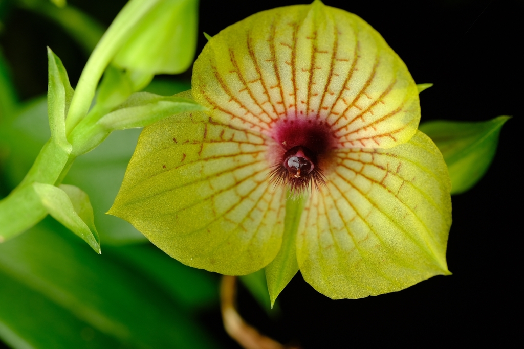 Telipogon genegeorgei
