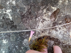 Oxalis polyphylla pentaphylla