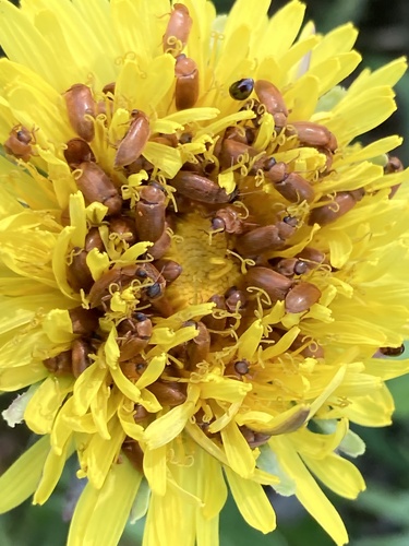 Byturus ochraceus nuotrauka