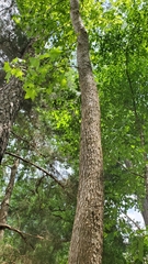 Liquidambar styraciflua