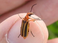 Pyrota discoidea