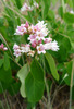 Spreading Dogbane - Photo (c) Thayne Tuason, some rights reserved (CC BY-NC)