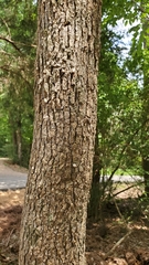 Liquidambar styraciflua