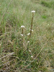 Arabis hirsuta