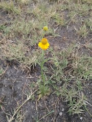 Helenium mexicanum