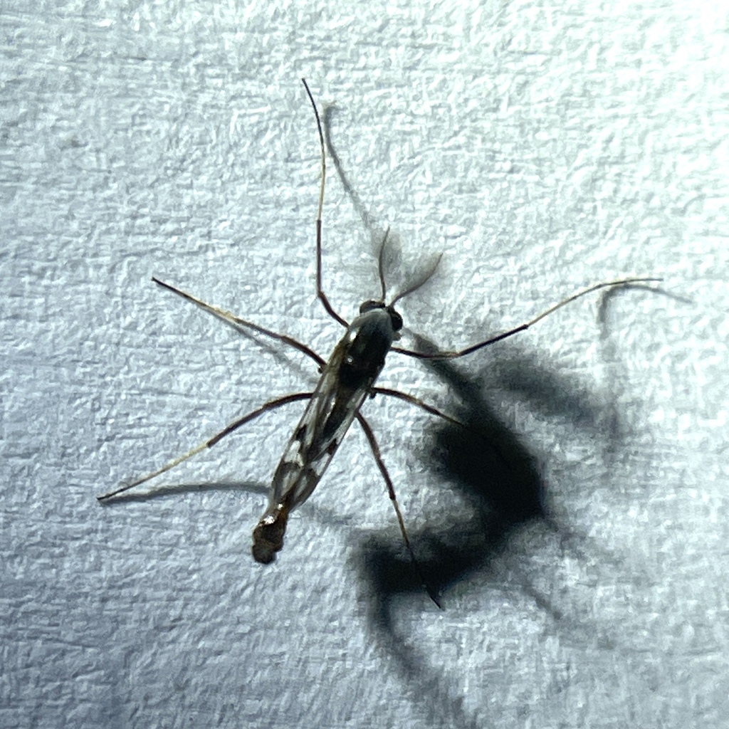 Aedokritus platycnemis