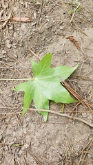 Liquidambar styraciflua