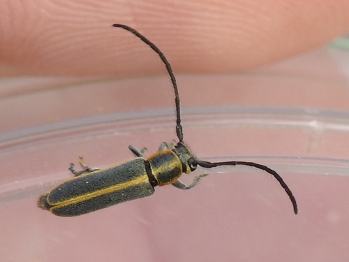 Mecas marginella