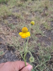 Helenium mexicanum