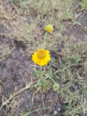 Helenium mexicanum