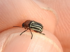 Cryptocephalus confluentus