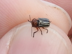 Cryptocephalus confluentus