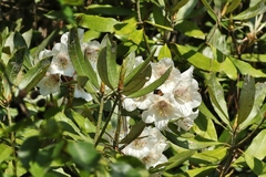 Rhododendron formosanum