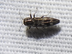 Agrilus lecontei