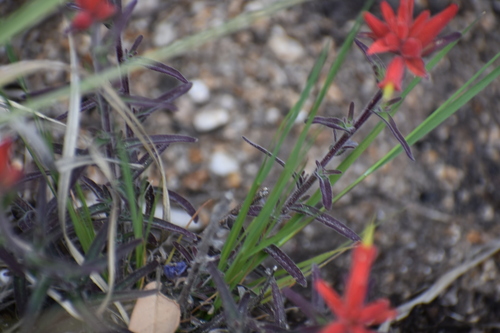 Image of Castilleja tenuiflora by no rights reserved